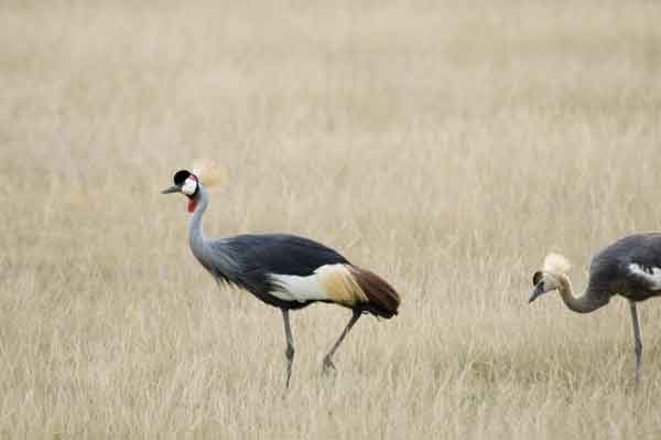 100 - Kenia - Grullas coronadas - parque nacional de Amboseli